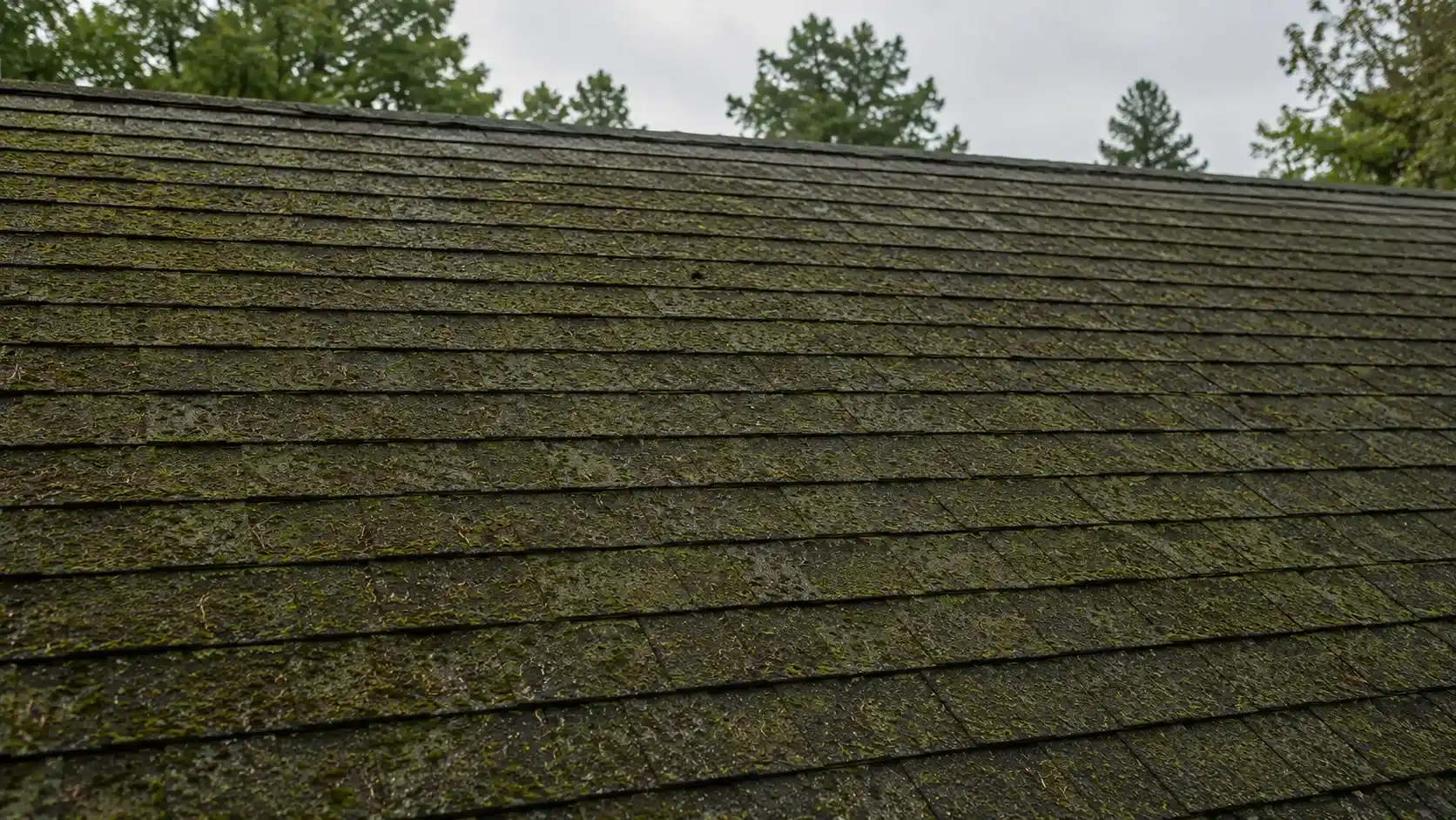 Before Roof Soft Washing